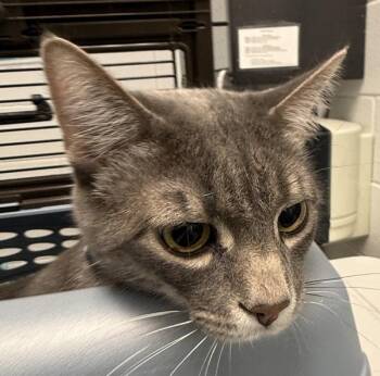 Gordon -  Domestic Short Hair Cat for Adoption in Golden, Colorado - Gordon | PetCurious