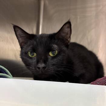 Delilah -  Domestic Short Hair Cat for Adoption in Fairport, New York - Delilah | PetCurious