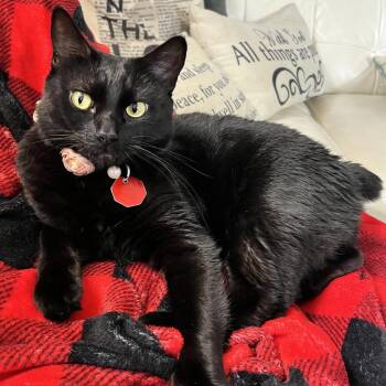 Domestic Short Hair Cats Available for Adoption in West Palm Beach, Florida - Jojo | PetCurious