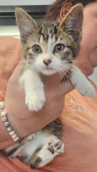 Bomb Pop -  Domestic Short Hair Cat for Adoption in Republic, Missouri - Bomb Pop | PetCurious