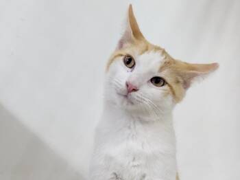 Magnus -  Domestic Short Hair and Tabby Cat for Adoption in Powell, Ohio - Magnus | PetCurious
