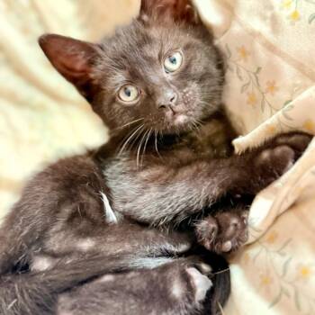 Domestic Short Hair Cats Available for Adoption in Woodstock, Virginia - Cayenne | PetCurious