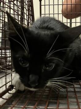 ZOOP -  Domestic Short Hair Cat for Adoption in Long Beach, California - ZOOP | PetCurious