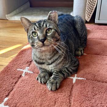 Puffin -  Domestic Short Hair Cat for Adoption - Puffin | PetCurious