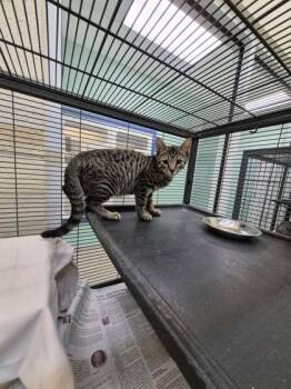 Dyson -  Domestic Short Hair Cat for Adoption in Vero Beach, Florida - Dyson | PetCurious