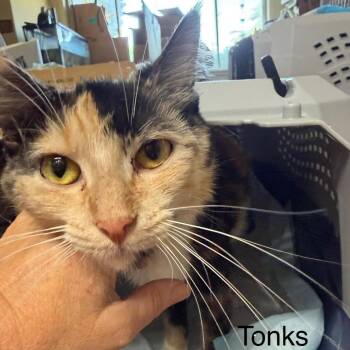 Tonks -  Domestic Medium Hair Cat for Adoption in Bentonville, Arkansas - Tonks | PetCurious