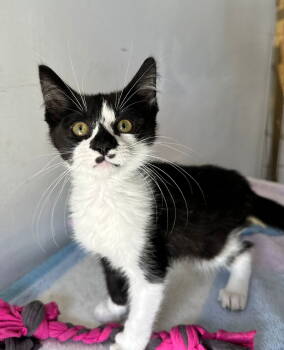 Rescue Domestic Short Hair Cats for Adoption in Margate, Florida - MILO | PetCurious