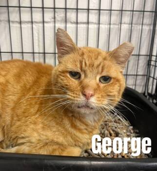 George -  American Shorthair Cat for Adoption in Quincy, Michigan - George | PetCurious