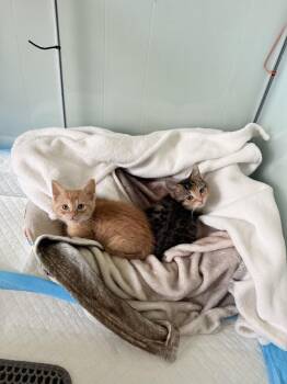 Carmela -  Domestic Short Hair Cat for Adoption in Oak Park, Michigan - Carmela | PetCurious