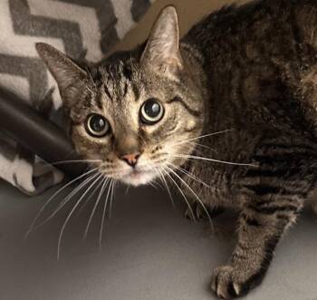 Domestic Short Hair Cats Available for Adoption in Des Moines, Iowa - Thor | PetCurious