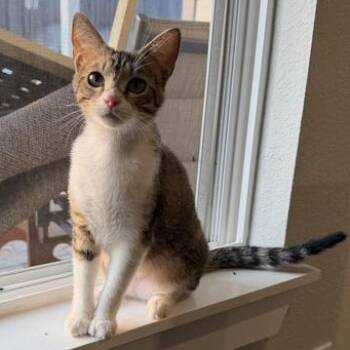 Domestic Short Hair Cats Available for Adoption in Liverpool, Texas - Bella & Socks | PetCurious