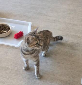 Calico Cats Available for Adoption - Aurora | PetCurious