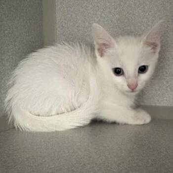 -Jasmine white -  Domestic Medium Hair Cat for Adoption in Red Bluff, California - -Jasmine White | PetCurious