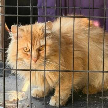 Domestic Long Hair Cats Available for Adoption in Coos Bay, Oregon - Solomon /Pumpkin | PetCurious
