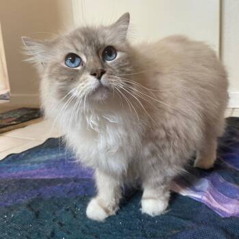 Persian Cats Available for Adoption in Ramona, California - Jazzy | PetCurious