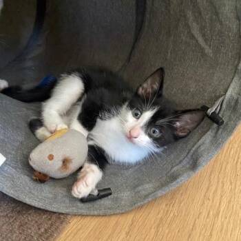 Rescue Domestic Short Hair Cats for Adoption in Los Angeles, California - Shooter | PetCurious