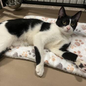 Michelle -  Domestic Short Hair Cat for Adoption in Columbus, Ohio - Michelle | PetCurious