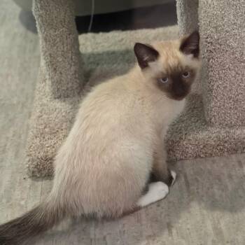 Jellybean -  Siamese Cat for Adoption in Muncie, Indiana - Jellybean | PetCurious