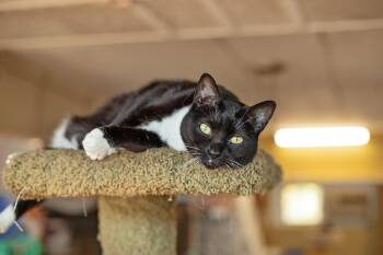 Rescue Domestic Short Hair Cats for Adoption in Landenberg, Pennsylvania - Honey & Sweetie | PetCurious