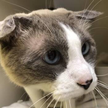 Bonkers -  Domestic Short Hair Cat for Adoption in Kingman, Kansas - Bonkers | PetCurious
