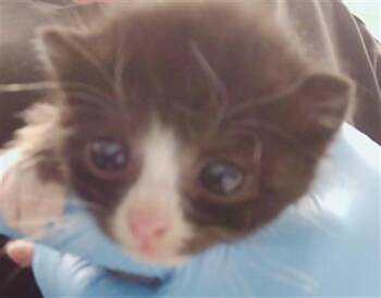 Domestic Short Hair Cats Available for Adoption in Charlotte, North Carolina - STORY | PetCurious