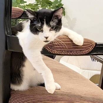 Teeter -  Domestic Short Hair Cat for Adoption in New York, New York - Teeter | PetCurious