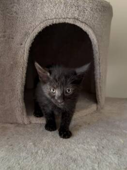 Jinx 2026-308 -  Manx Cat for Adoption in Winder, Georgia - Jinx 2026-308 | PetCurious