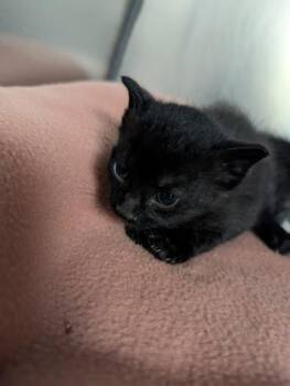 Fennel -  Domestic Short Hair Cat for Adoption in West Chester, Pennsylvania - Fennel | PetCurious