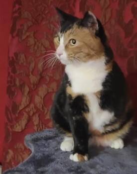 Kitty is a tripod cat -  Domestic Short Hair and Calico Cat for Adoption in Lawrenceville, Georgia - Kitty Is A Tripod Cat | PetCurious