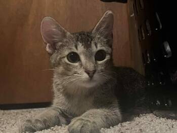 Rescue American Bobtail Cats for Adoption in Tulsa, Oklahoma - Ducky | PetCurious