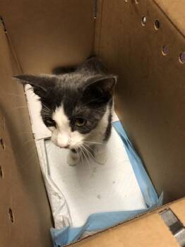 Rescue Domestic Short Hair Cats for Adoption in Long Beach, California - RASPBERRY | PetCurious