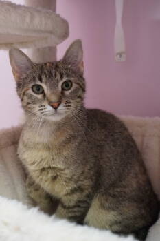 Rescue Domestic Short Hair Cats for Adoption in Champaign, Illinois - Bornia | PetCurious