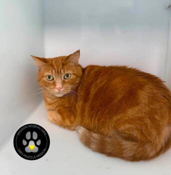 Maizie -  Domestic Short Hair Cat for Adoption in Delson, Quebec - Maizie | PetCurious