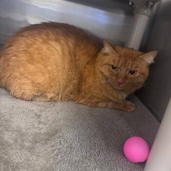 Red -  Domestic Medium Hair Cat for Adoption in Indianapolis, Indiana - Red | PetCurious