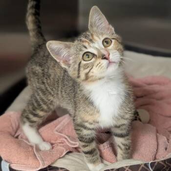 Penny -  Domestic Short Hair Cat for Adoption in Prairie Du Chien, Wisconsin - Penny | PetCurious