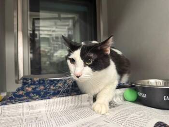 Domestic Short Hair Cats Available for Adoption - TIM TOM | PetCurious