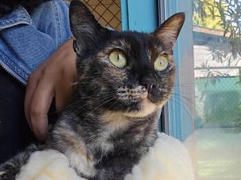 FIONA -  Domestic Short Hair Cat for Adoption in Palo Alto, California - FIONA | PetCurious