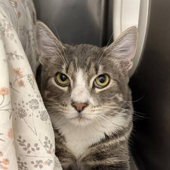 Rescue Domestic Short Hair Cats for Adoption in Las Vegas, Nevada - FIZZ FIESTA | PetCurious