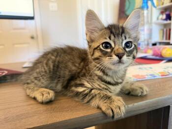 Cicada -  Domestic Short Hair Cat for Adoption in Bryan, Texas - Cicada | PetCurious