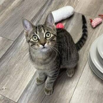Clark -  Tabby and Domestic Short Hair Cat for Adoption in Lombard, Illinois - Clark | PetCurious