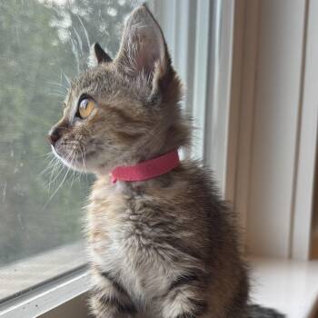 Mesquite -  Domestic Short Hair Cat for Adoption in Bryan, Texas - Mesquite | PetCurious
