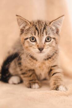 Freddy Purrger -  Domestic Short Hair Cat for Adoption in Newberg, Oregon - Freddy Purrger | PetCurious