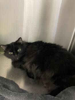 Nala -  Bombay and Domestic Long Hair Cat for Adoption in Georgetown, Kentucky - Nala | PetCurious