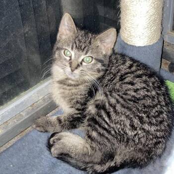 Domestic Short Hair Cats Available for Adoption in South Elgin, Illinois - Sylvester | PetCurious