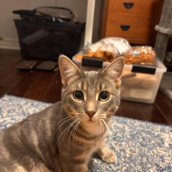 Domestic Short Hair Cats Available for Adoption - Louie *MUST BE ADOPTED AS A BUDDY CAT* | PetCurious