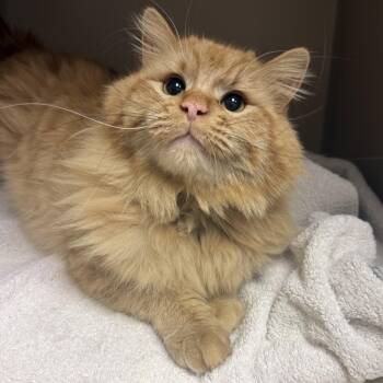 Domestic Long Hair Cats Available for Adoption in Kearney, Nebraska - Griffin  | PetCurious