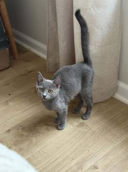 Graycie -  Domestic Short Hair Cat for Adoption in Wilmington, North Carolina - Graycie | PetCurious