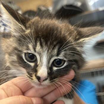 FROZONE -  Domestic Medium Hair Cat for Adoption in Richmond, California - FROZONE | PetCurious
