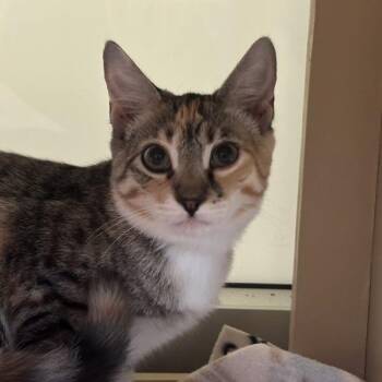Pilar -  Domestic Short Hair Cat for Adoption in Walnut Creek, California - Pilar | PetCurious