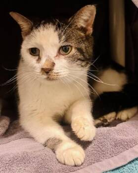 Domestic Short Hair Cats Available for Adoption - NICOLE | PetCurious